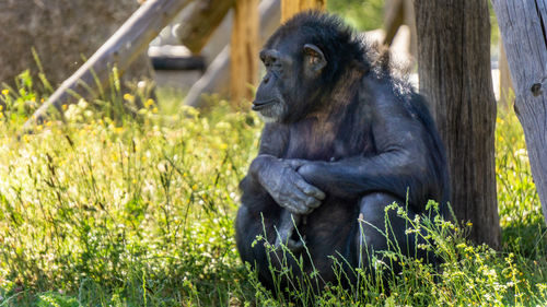 Monkey sitting on field