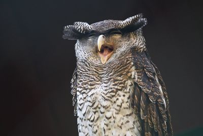 Close-up of owl against black background
