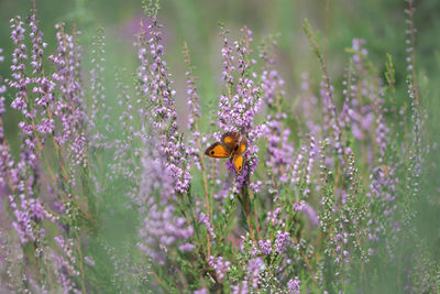 Close-up of flowering plants on field - butterfly in a lavender field 