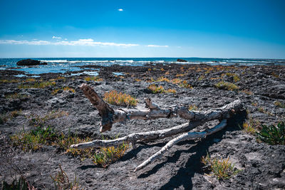 Scenic view of driftwood on beach against blue sky