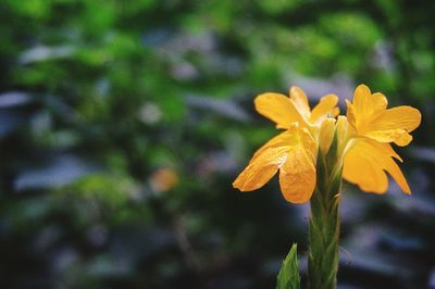 Close-up of yellow flowering plant