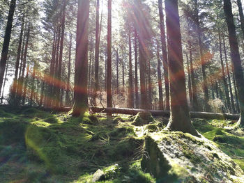 Low angle view of trees in forest