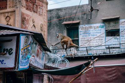 Horse in front of building