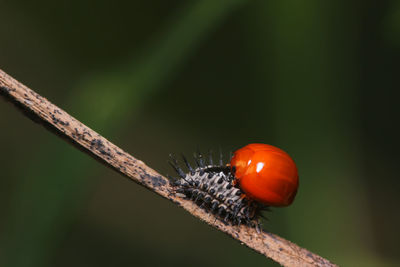 Close-up of ladybug on twig