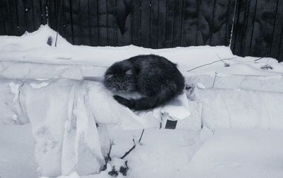 Dog on snow covered landscape during winter