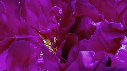 Full frame shot of flowers
