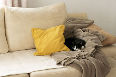 Sleeping cat on a sofa. cozy stylish living room interior of modern apartment and trendy furniture.