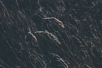 Dry meadow plants and grass