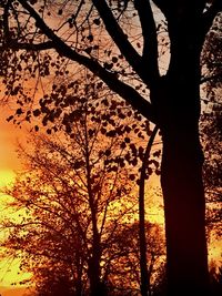 Silhouette of tree during sunset