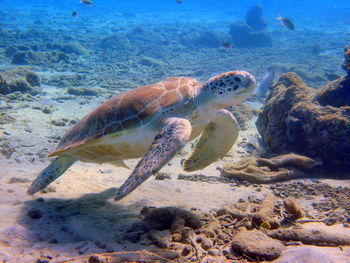 Fish swimming in sea