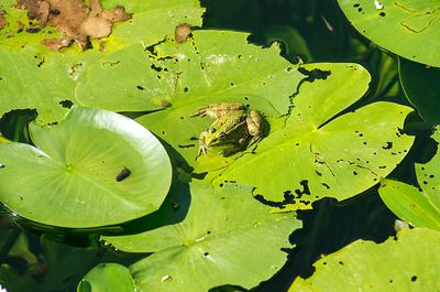 High angle view of insect on leaf floating on water