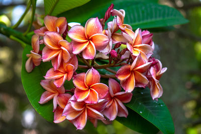 Close-up of pink flowering plants