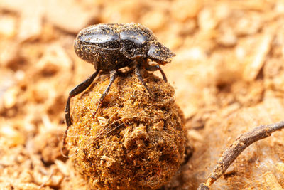 Close-up of insect