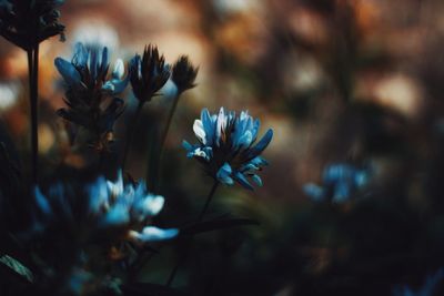 Close-up of blue flowering plant