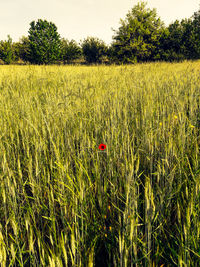 Crops growing on field