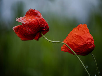 Close-up of red flower