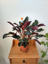 Close-up of potted plant on table against wall