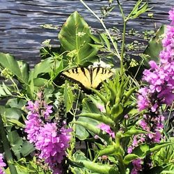 Close-up of pink flowers
