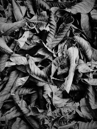 Full frame shot of dried leaves on field