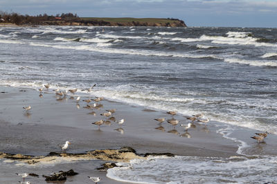 Seagulls on beach