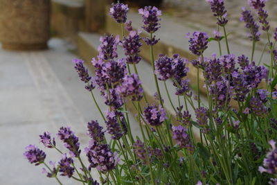 Close-up of purple flowers blooming