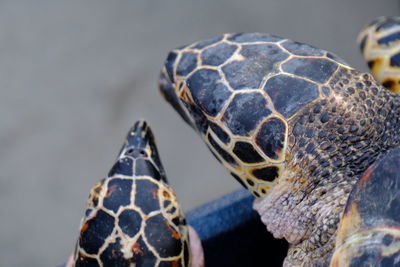 Close-up of turtle