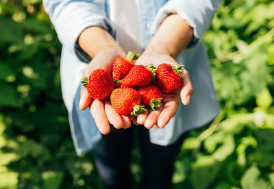 Cropped hand holding strawberries