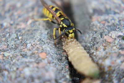 Close-up of insect on rock eating maggot yellowjacket wasp