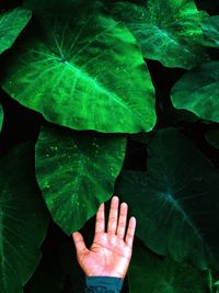 Close-up of person hand with leaves floating on water