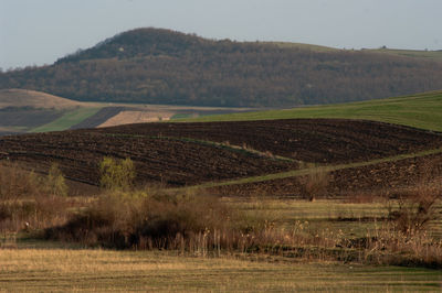 Scenic view of agricultural field against sky