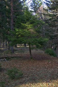 Trees in forest