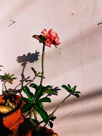 Close-up of red flowering plant against wall