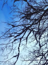 Low angle view of bare trees against blue sky