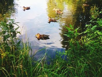 Ducks swimming in lake