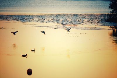 Flock of birds on beach