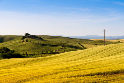 Scenic view of agricultural field against sky