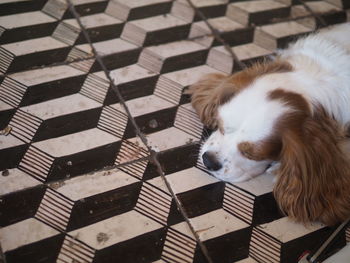 High angle view of dog sleeping on floor