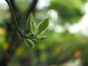 Close-up of green leaves