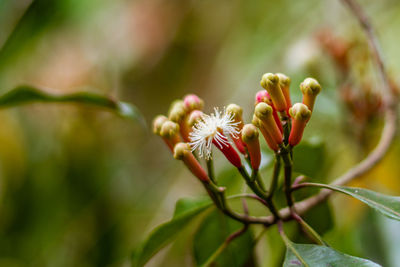 Close-up of flowering plant