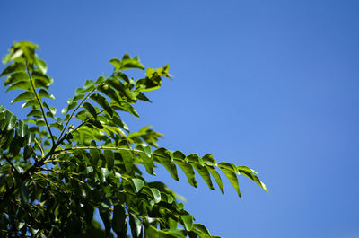 Low angle view of plant against clear blue sky