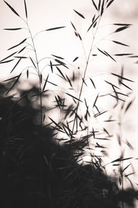 Close-up of plant against sky