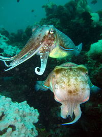 Close-up of fish swimming in sea