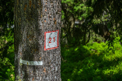 tree
