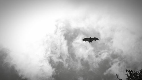 Low angle view of bird flying in sky