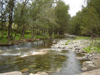 Scenic view of river amidst trees in forest