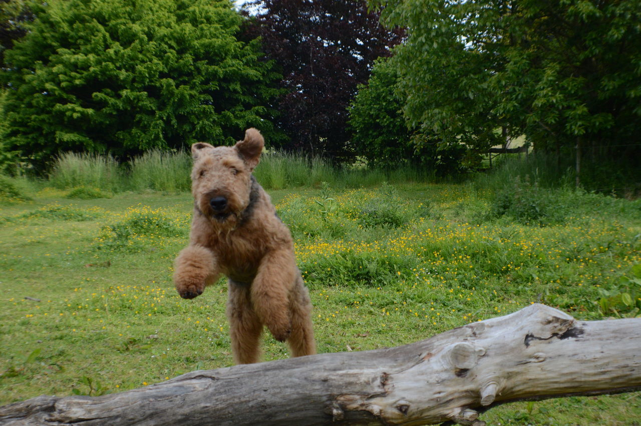 Jumping airedale