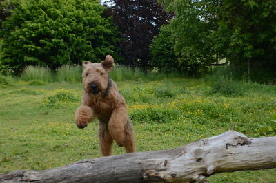 Wire fox terrier jumping over log against trees
