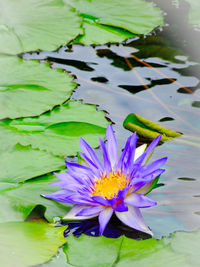 Close-up of lotus water lily in pond