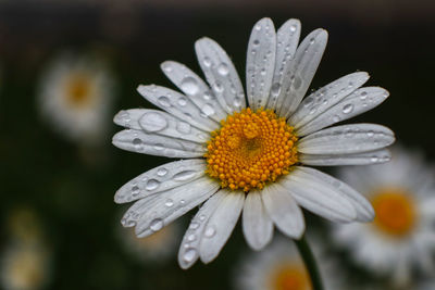 Close-up of wet daisy flower
