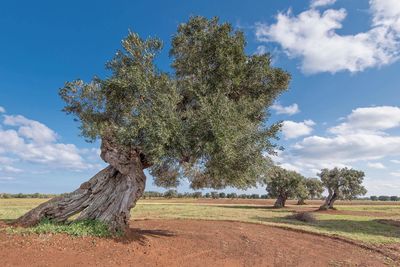 Tree on field against sky